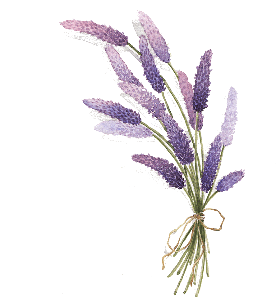 kisspng-lavender-drawing-lavender-5a6b526043a5f8.7872783215169828802771.png