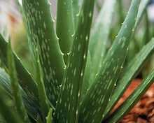 verano gobierno Malentendido Aloe Vera (Aloe barbadensis miller). - Trucos Naturales