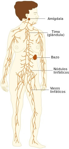 mapa del sistema linfatico