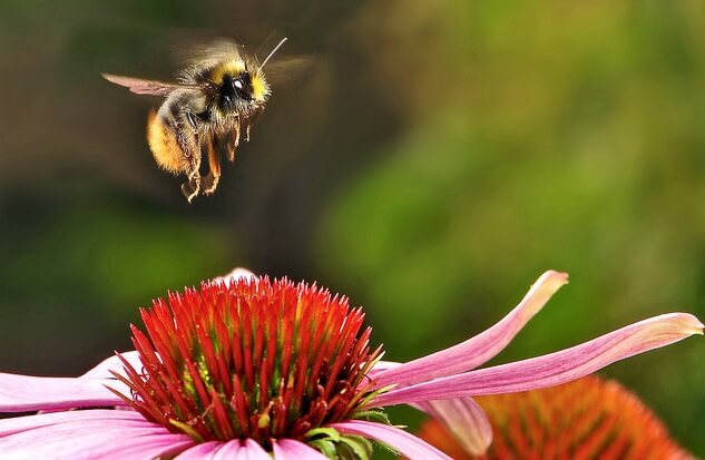 abeja encime de una flor de equinacea