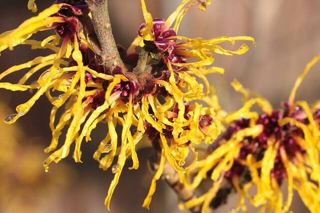 flor de hamamelis