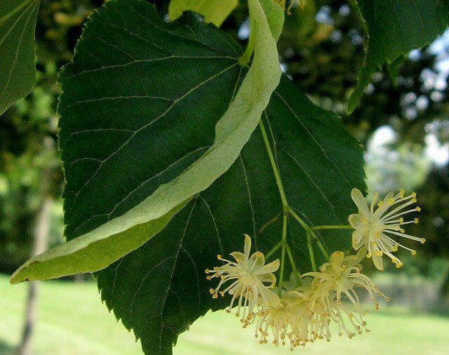 hoja de tilo y flores