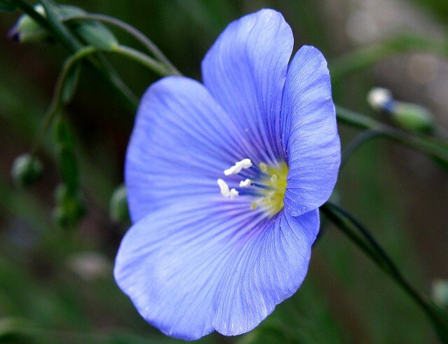 flor de lino