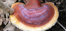Reishi, Ganoderma lucidum. Gracias a http://en.wikipedia.org/wiki/File:Ganoderma_lucidum_01.jpg