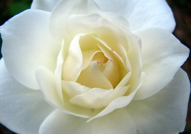 el interior de una rosa blanca