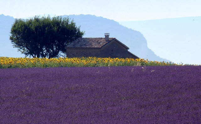 campo de lavanda en la provenza