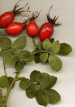 Rosa canina. Fruto; Escaramujo. Gracias a la Wikipedia.org