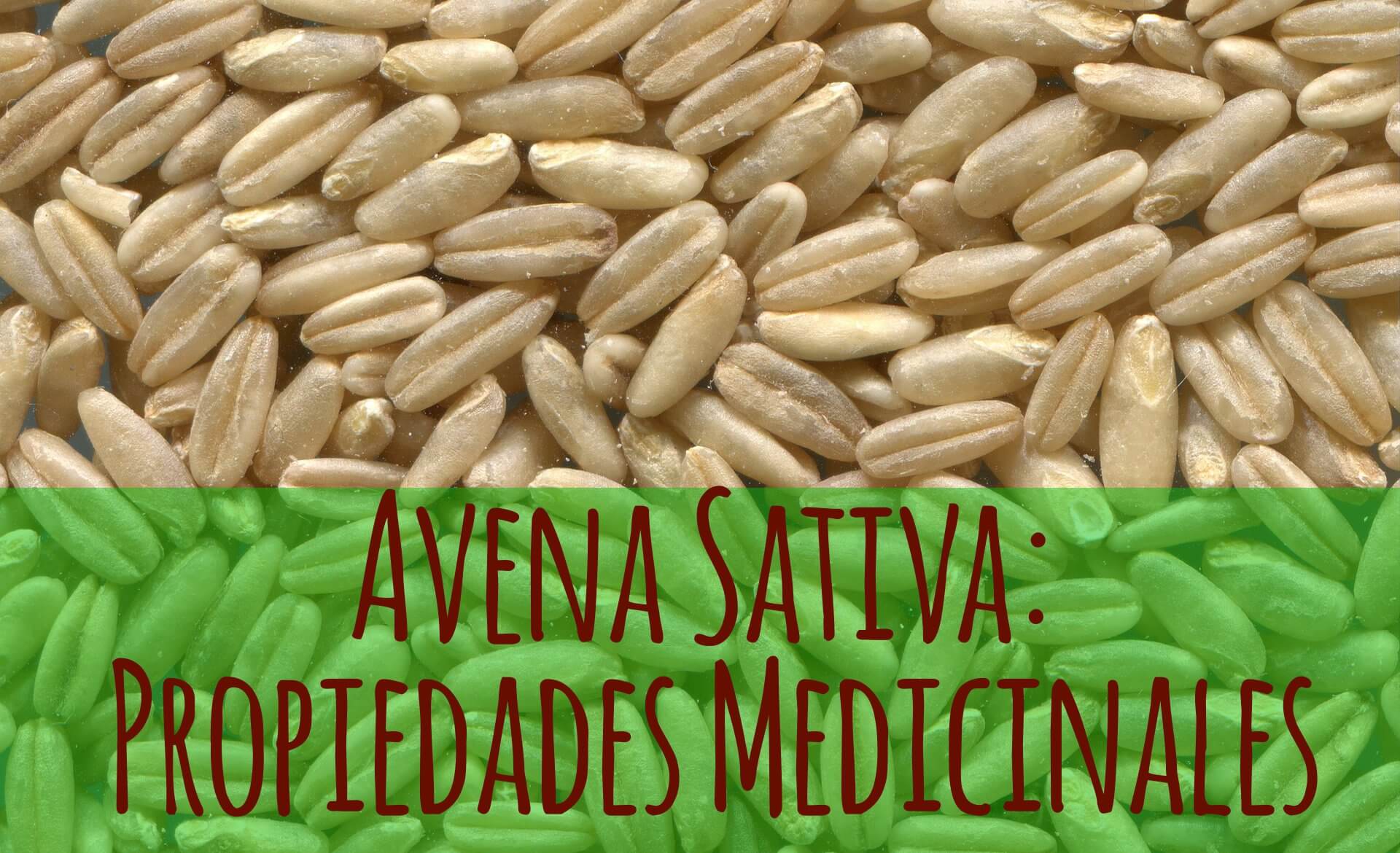 Avena Sativa: propiedades y beneficios Trucosnaturales.com