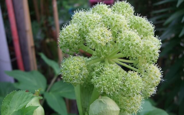 flores de angelica