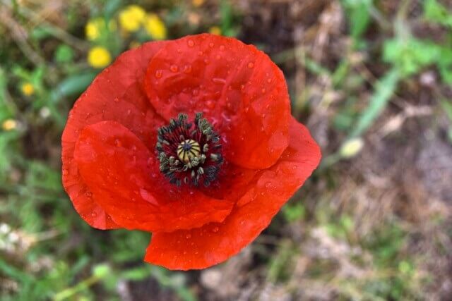 amapola con gotitas de rocio