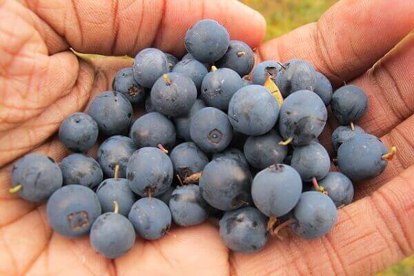 arandanos en la mano