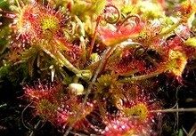 Drosera