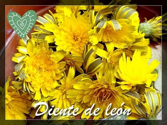 flores de diente de leon