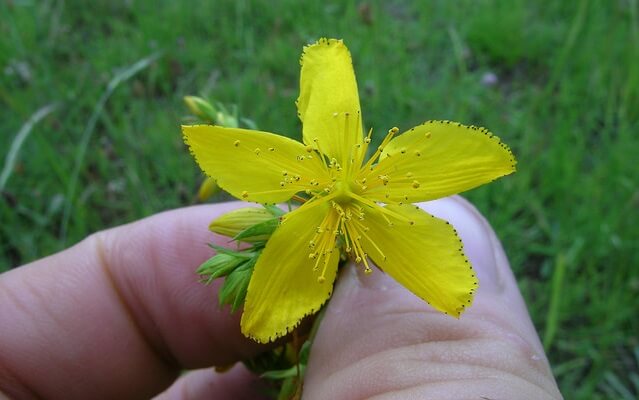 flor de hiperico