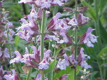 Salvia officinalis