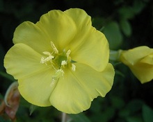 Flor de Onagra gracias a TeunSpaans de Wikipedia