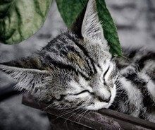 Gatito dormido