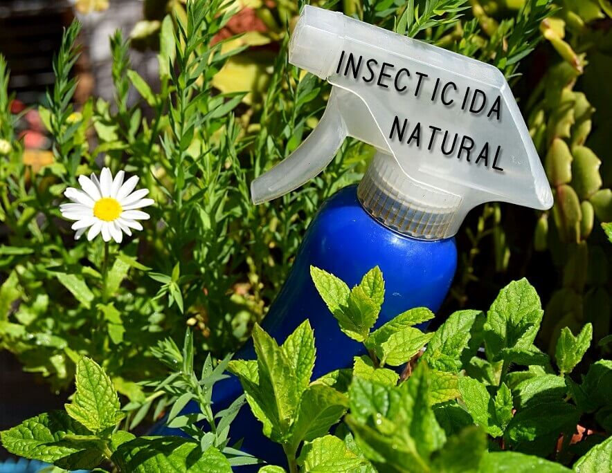 spray insecticida a base de ajo entre plantas