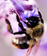 Abeja