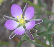 Arenaria roja gracias a Rasbak de wikimedia commons