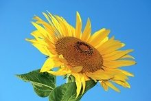 La sonrisa del girasol