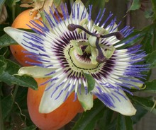 Passiflora