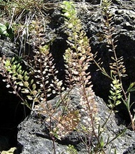 Perejil de tierra (Lepidium_virginicum) gracias a Tauʻolunga de wikipedia.org