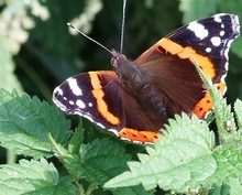 La mariposa en la ortiga