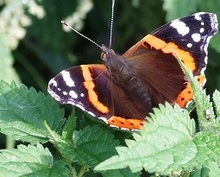 La mariposa en la ortiga