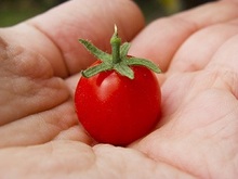 Tomate Cherry