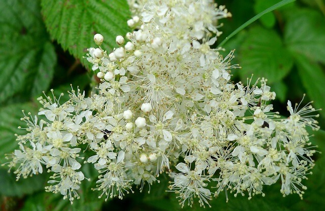 flores de ulmaria o reina de los prados