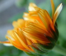 Calendula