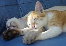 Gatitos dormidos