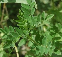 Astragalus membranaceus gracias a Doronenko de Wikipedia.org