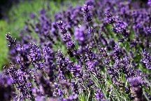 Lavanda