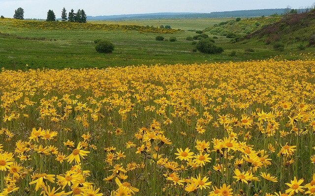 campo con flores de arnica