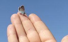 Mano y mariposa.