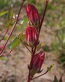 Flor de jamaica (Hibiscus sabdariffa): propiedades medicinales |  