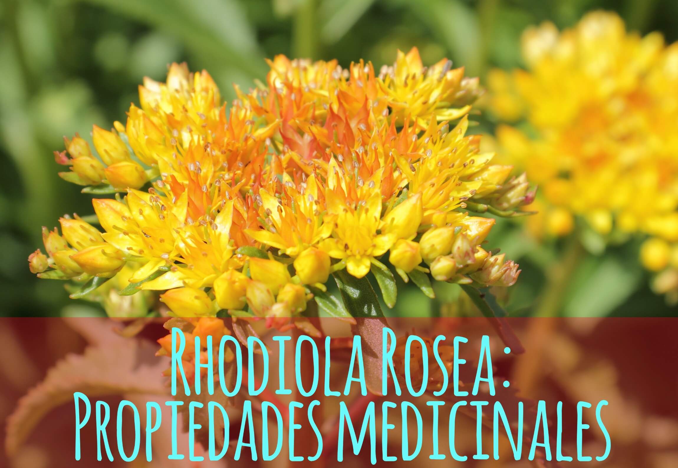 Rhodiola Rosea propiedades medicinales