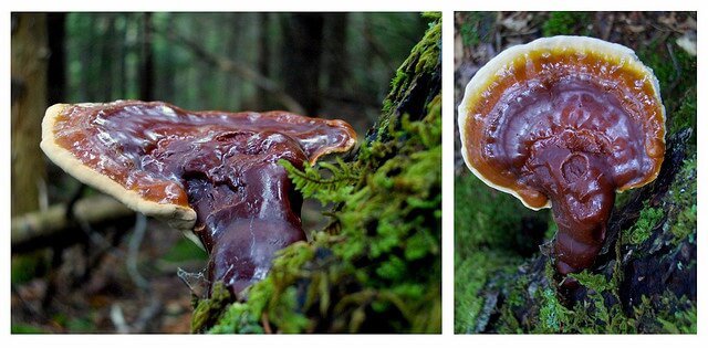 reishi