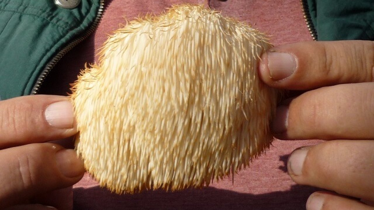 beneficios de tomar melena de leon beneficios de tomar melena de leon