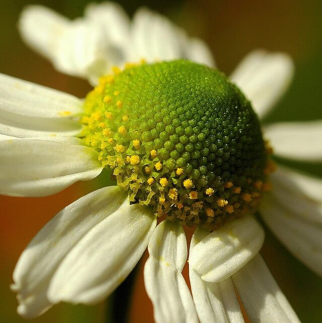 Flor de Manzanilla de cerca