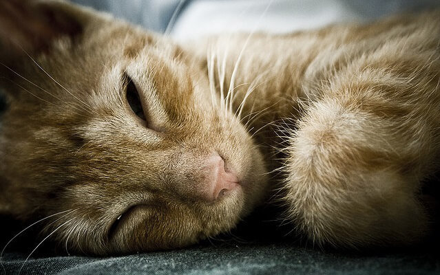 gato tumbado medio despierto