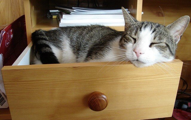 un gato dormido en un cajon