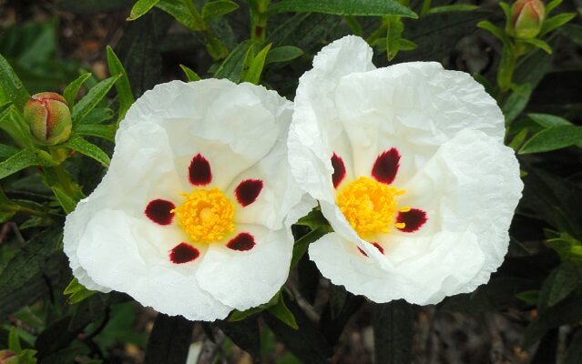 Resultado de imagen de jara flor blanca