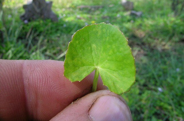 hoja de centella asiatica