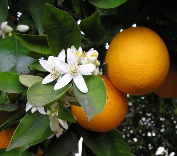 flores de azahar