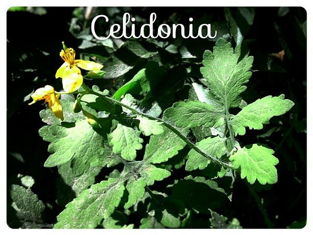 planta de celidonia y flor