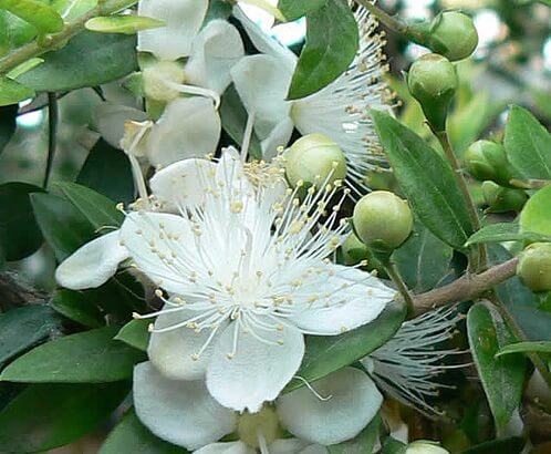 flores de limonero