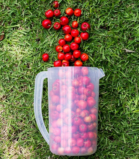 frutos de acerola en un jarra tumbada en el cesped